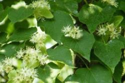 赤峰椴樹苗廠家電話多少號(hào)