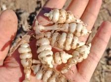 赤峰附近挖菜地點(diǎn)電話多少號(hào)