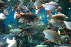 赤峰海洋水族館地址電話號(hào)碼