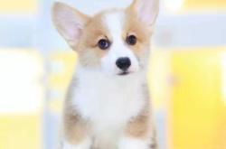 赤峰狗狗柯基出售電話號碼是多少