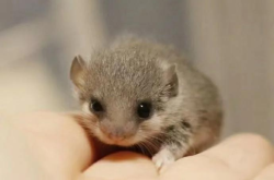 赤峰睡鼠店鋪在哪里啊電話號碼