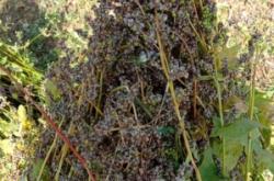 赤峰阿旗蕎麥血腸廠家電話號(hào)碼