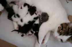 赤峰同城領(lǐng)養(yǎng)貓貓電話多少號