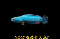 赤峰雷龍魚(yú)專賣(mài)店電話地址查詢