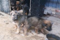 赤峰大奇寵物會(huì)所電話號(hào)碼查詢