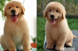 赤峰犬類(lèi)養(yǎng)殖場(chǎng)地址電話(huà)號(hào)碼