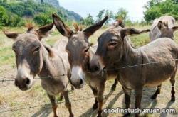 赤峰養(yǎng)驢托管地址電話號(hào)碼查詢