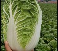 赤峰大白菜售賣電話號(hào)碼是多少