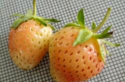 赤峰佳友草莓園電話多少號(hào)