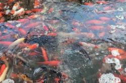 赤峰金魚(yú)養(yǎng)殖場(chǎng)電話(huà)多少號(hào)