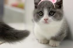 赤峰市貓咪寵物店電話號碼