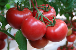 赤峰老董水果干果店電話號碼