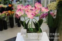 赤峰蝴蝶蘭廠家電話號(hào)碼