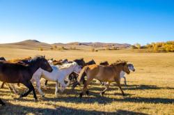 赤峰去佟二堡的車電話
