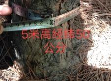 赤峰油松樹苗出售電話是多少號