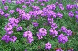 赤峰錦山彩虹社區(qū)電話(huà)號(hào)碼是多少