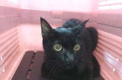 赤峰松山區(qū)丟貓電話地址是多少