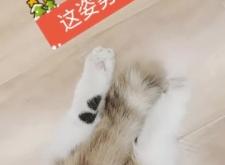 赤峰貓咪養(yǎng)殖場(chǎng)電話(huà)多少號(hào)