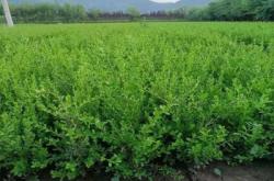 赤峰種植基地電話多少啊