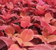 赤峰進(jìn)口彩葉草批發(fā)電話(huà)號(hào)碼