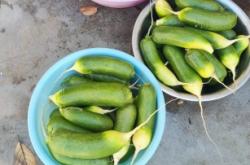 赤峰市區(qū)蔬菜包子店電話號碼