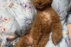 赤峰市內(nèi)寵物醫(yī)院電話地址查詢