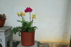 赤峰市清雅蘭苑社區(qū)電話號(hào)碼