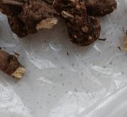 赤峰梅花糕批發(fā)電話號(hào)碼查詢