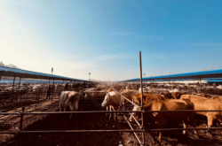 赤峰牛交易市場(chǎng)