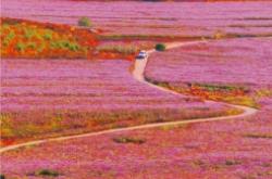 赤峰櫻花節(jié)在哪里