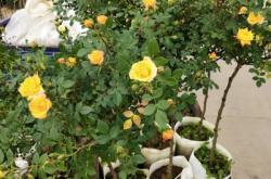 赤峰月季花苗圃批發(fā)電話號碼