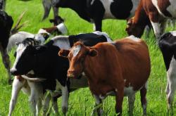 赤峰老崔賣肉電話多少號碼