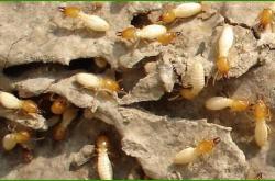 赤峰市滅老鼠電話號碼查詢