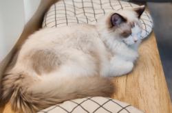 赤峰流浪貓收養(yǎng)救助站電話號(hào)碼