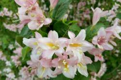 赤峰寧城縣東方園林公司電話(huà)號(hào)碼