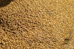 赤峰谷子種子出售電話是多少號