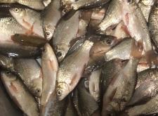 赤峰水泉老丁垂釣基地電話號碼