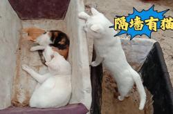 赤峰賣貓賣狗電話號碼是多少