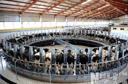 赤峰澳亞牧場(chǎng)六廠(chǎng)電話(huà)號(hào)碼