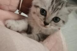 赤峰貓咪交易網(wǎng)官網(wǎng)電話號碼