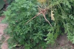 赤峰賣桑拿板電話多少號碼