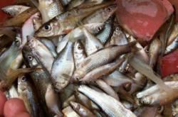 赤峰賣小雜魚電話號碼多少