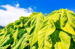 赤峰市有煙絲店嗎電話號碼