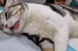 赤峰明洋動(dòng)物診所電話號(hào)碼查詢