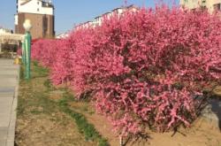 赤峰林西籃球培訓(xùn)班電話號碼