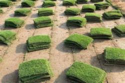 赤峰種植土廠家電話多少號