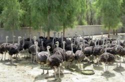 赤峰市鴕鳥(niǎo)養(yǎng)殖場(chǎng)電話(huà)