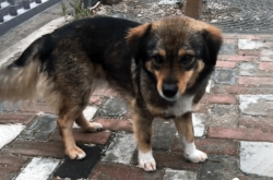 赤峰收流浪狗的地方電話號碼