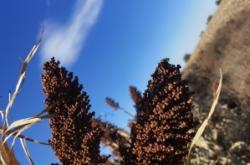 赤峰高粱秸稈回收公司電話號碼