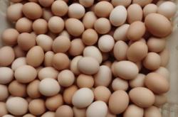 赤峰雙黃雞蛋批發(fā)市場電話號碼